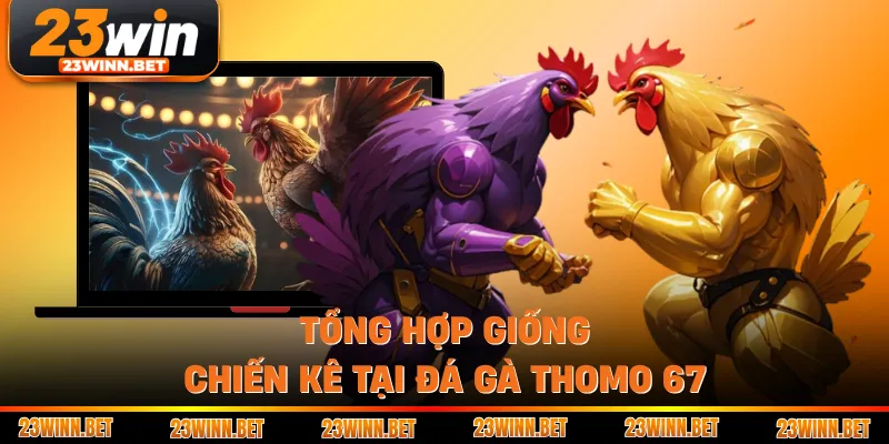 Tổng hợp giống chiến kê tại đá gà Thomo 67